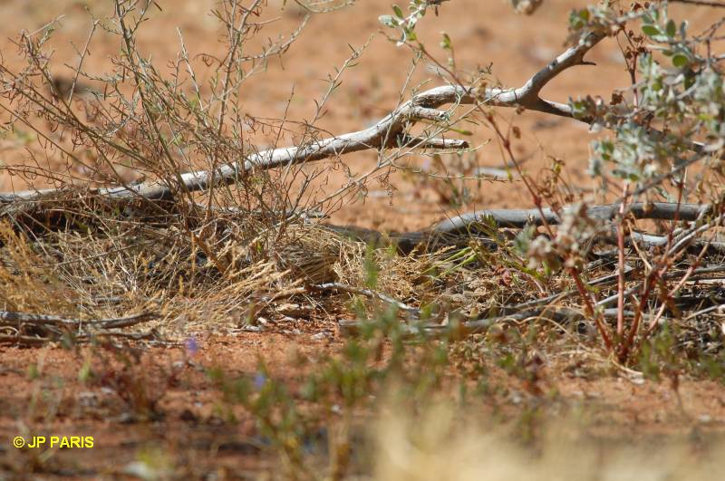 Coturnix pectoralis
