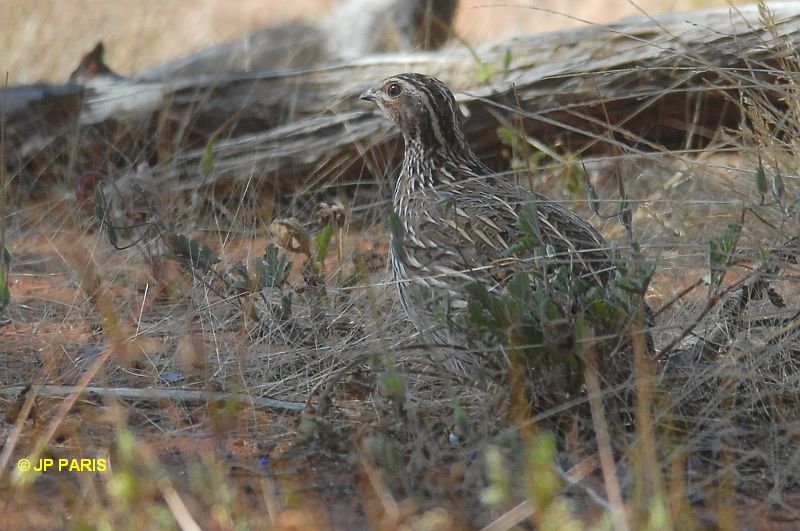Coturnix pectoralis