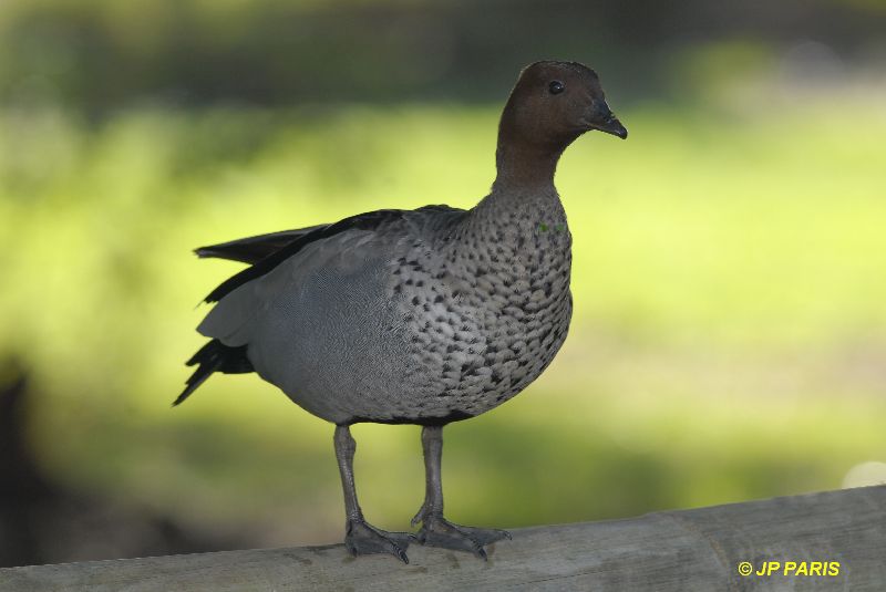 Chenonetta jubata