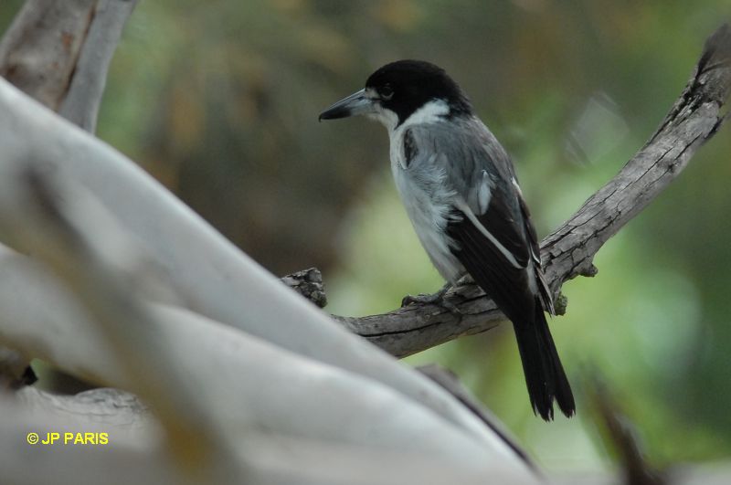 Cracticus torquatus