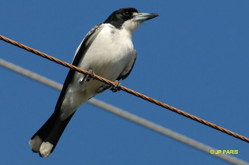 Cracticus torquatus