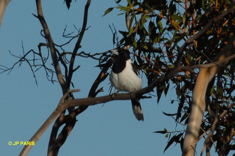Cracticus nigrogularis