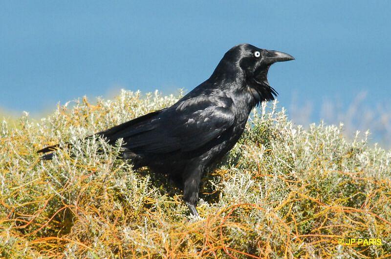 Corvus coronoides