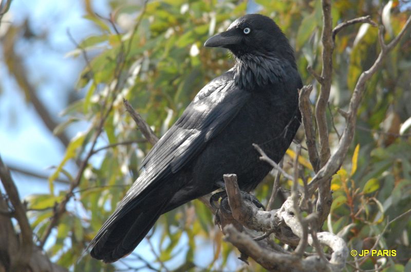 Corvus coronoides