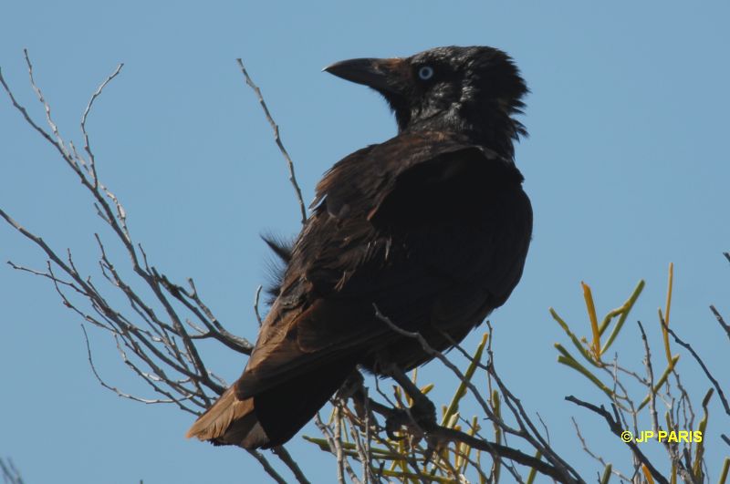 Corvus orru