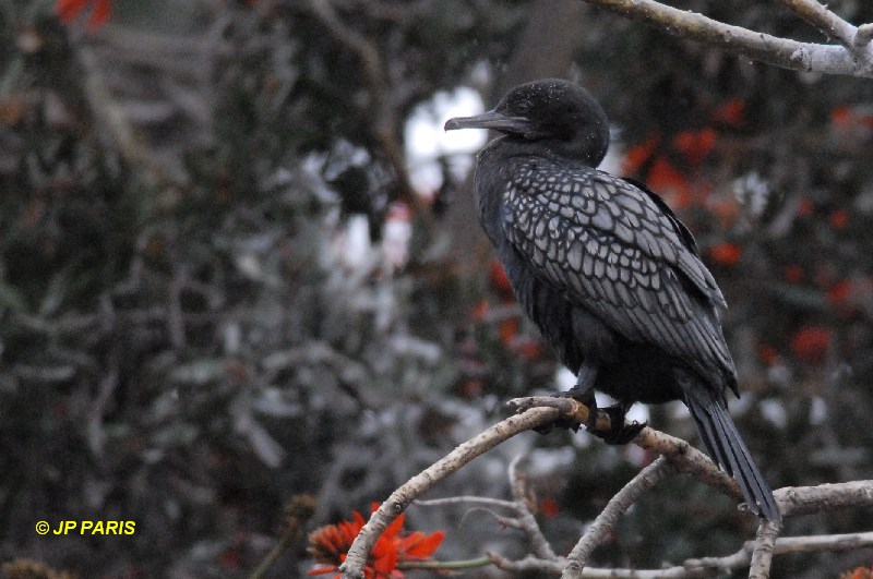 Cormoran noir