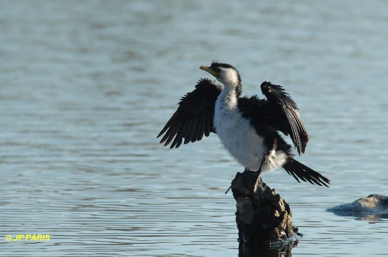 Phalacrocorax melanoleucos