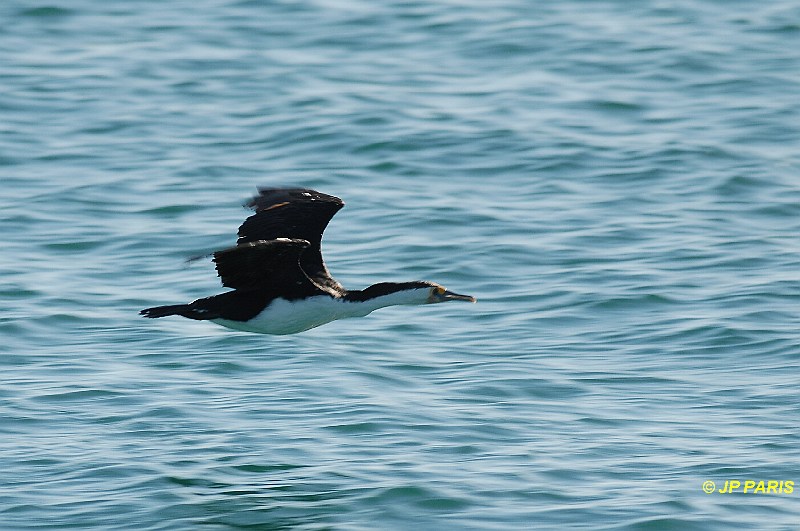 Phalacrocorax varius