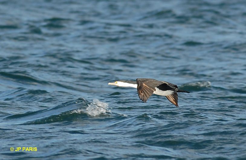 Phalacrocorax varius