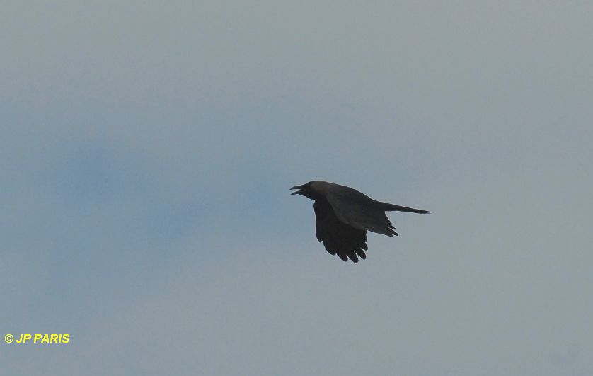 Corvus splendens