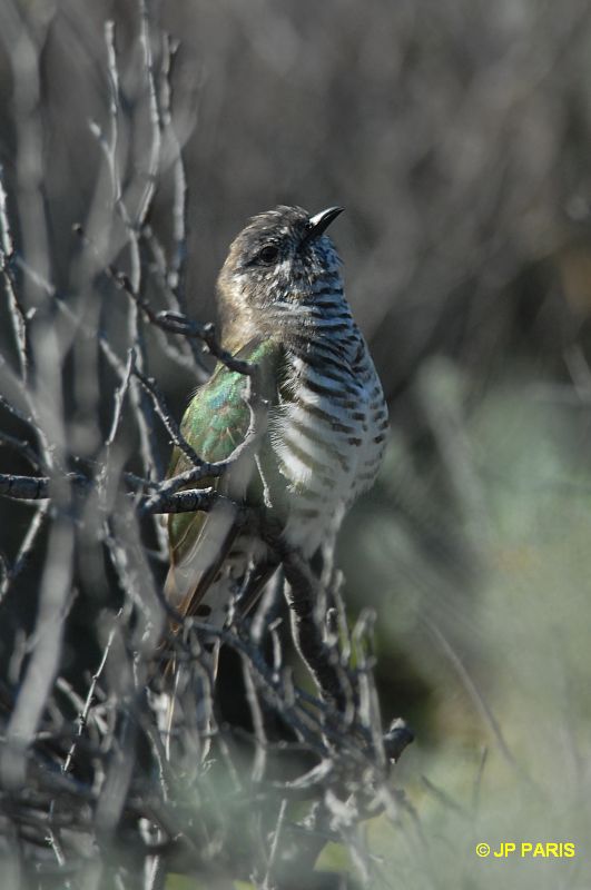 Chrysococcyx lucidus