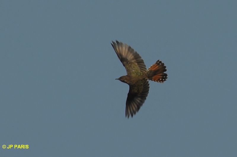 Chrysococcyx basalis