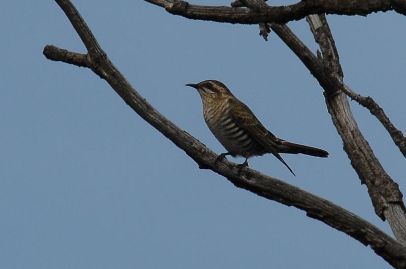 Chrysococcyx basalis