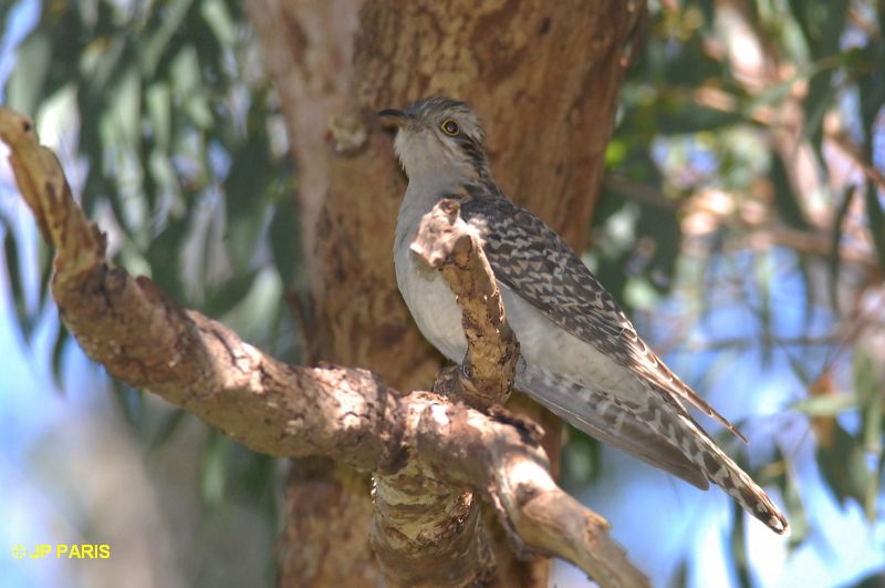 Cacomantis pallidus