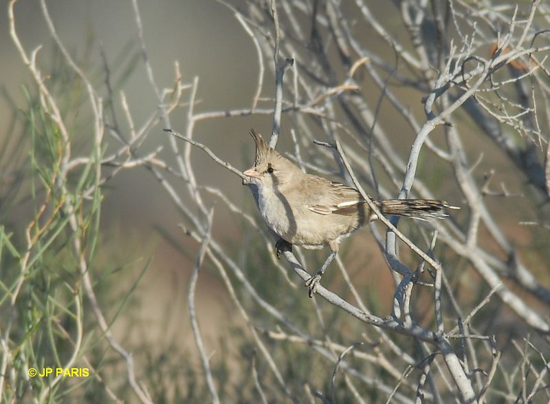 Psophodes occidentalis