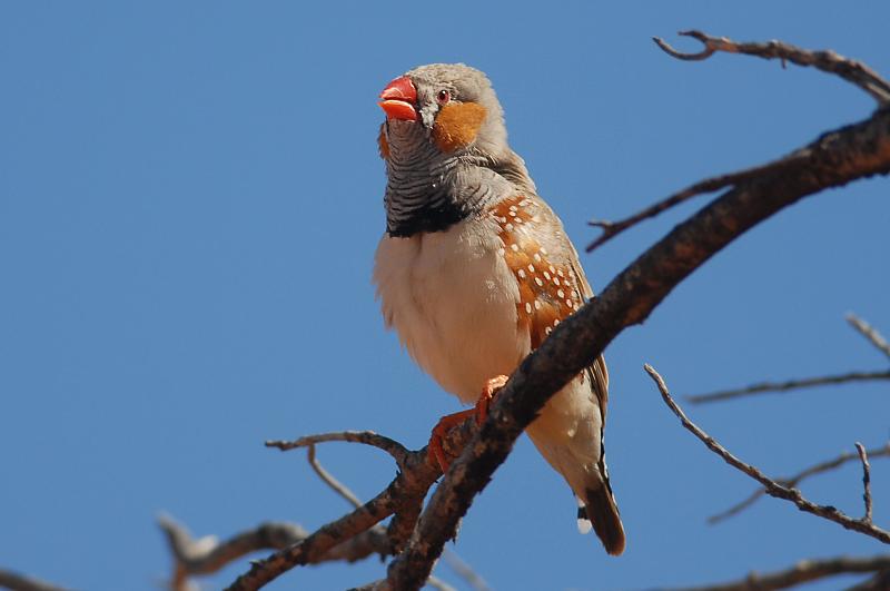 Taeniopygia guttata
