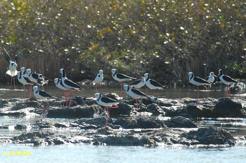 Himantopus himantopus