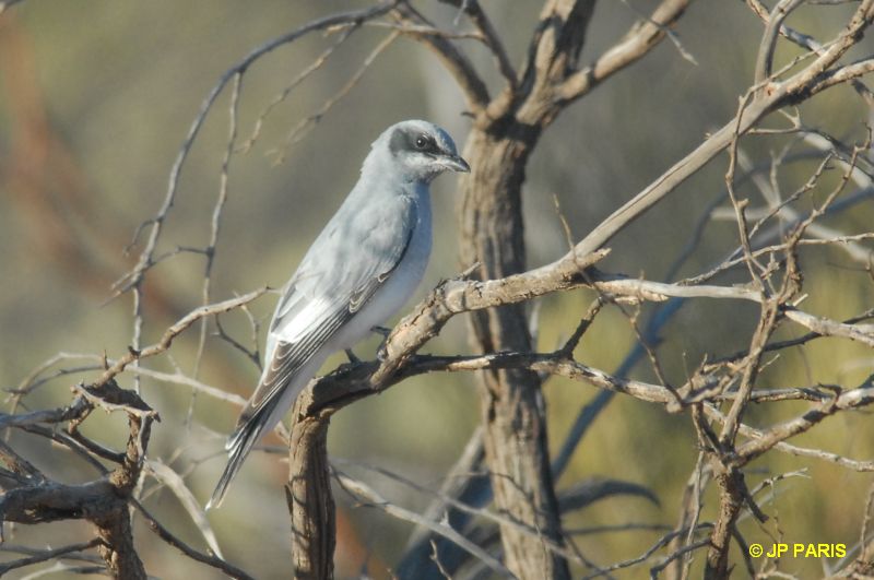 Coracina novaehollandiae