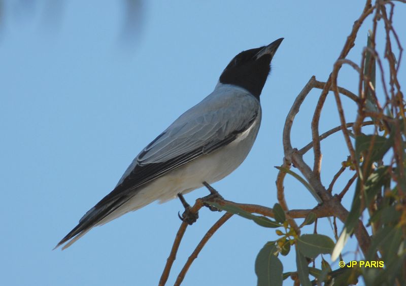 Coracina novaehollandiae