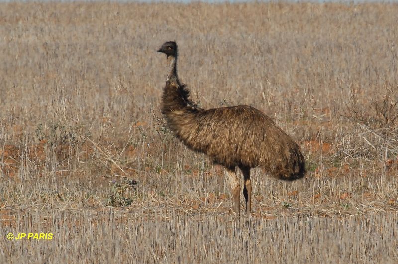 Dromaius novaehollandiae