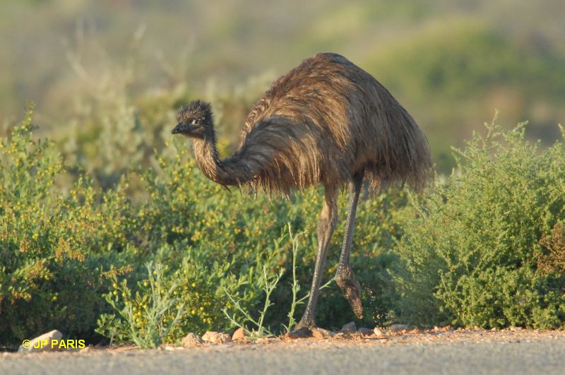 Dromaius novaehollandiae