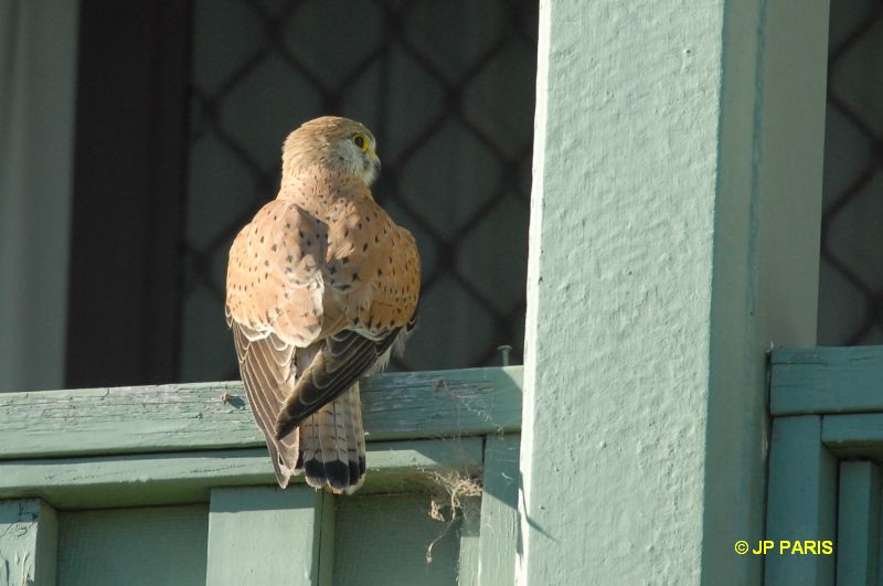 Falco cenchroides