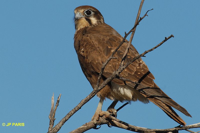 Falco berigora