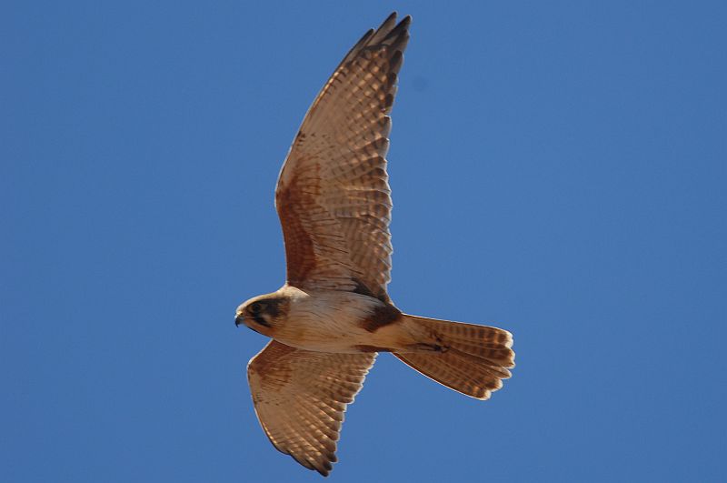 Falco berigora