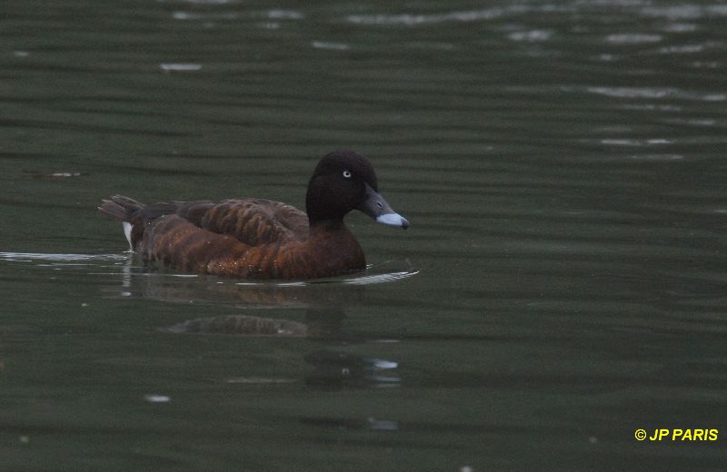 Aythya australis