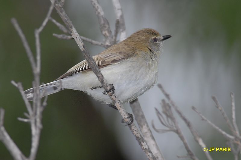 Gerygone fusca