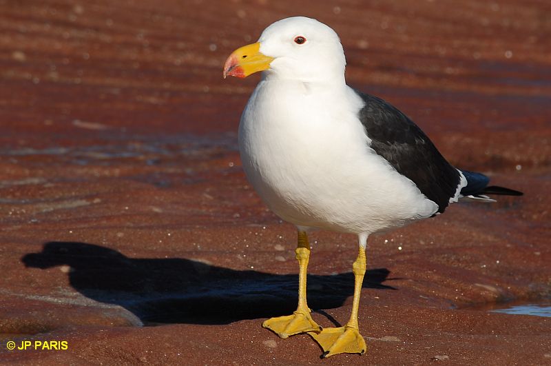 Larus pacificus