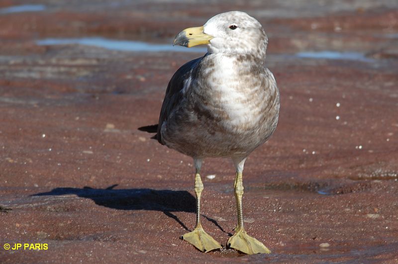 Larus pacificus
