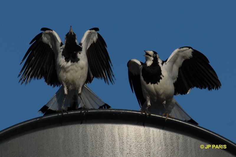 Grallina cyanoleuca