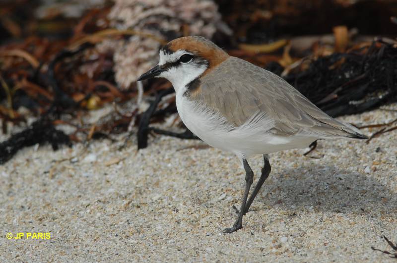 Charadrius ruficapillus