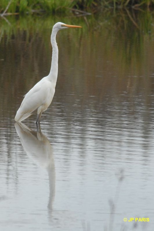 Ardea alba