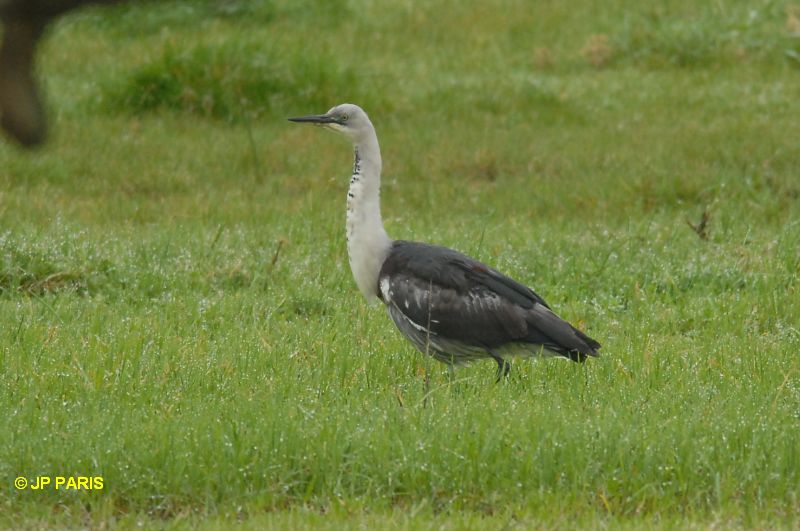 Ardea pacifica