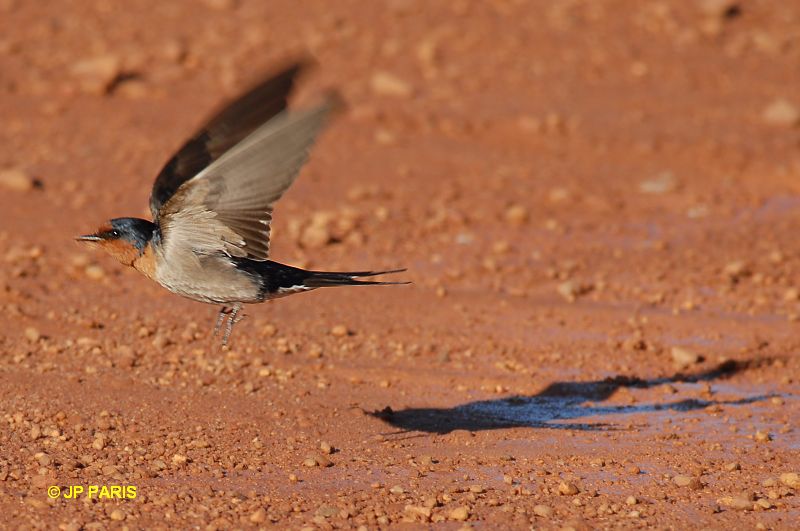 Hirundo neoxena