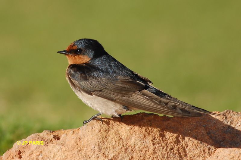 Hirundo neoxena
