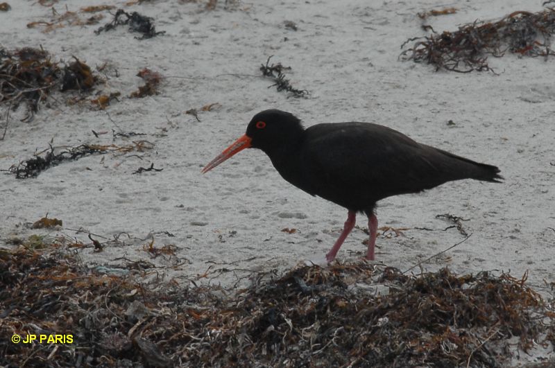 Haematopus fuliginosus