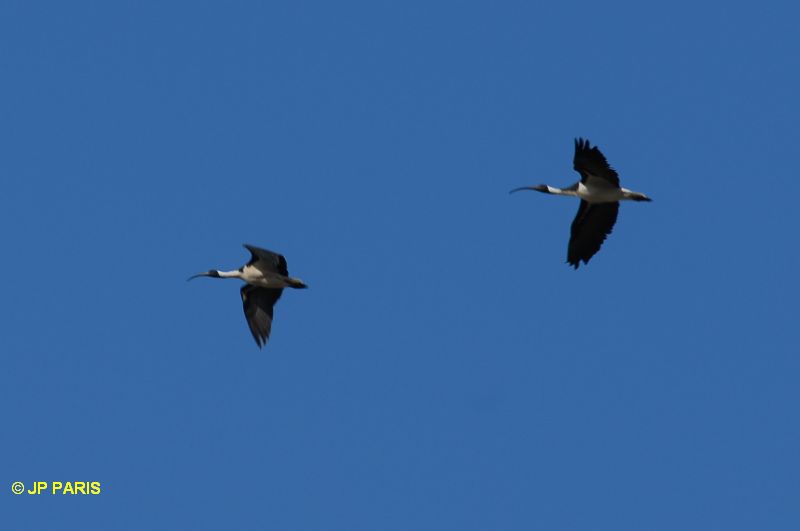 Threskiornis spinicollis