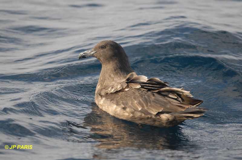Stercorarius antarcticus