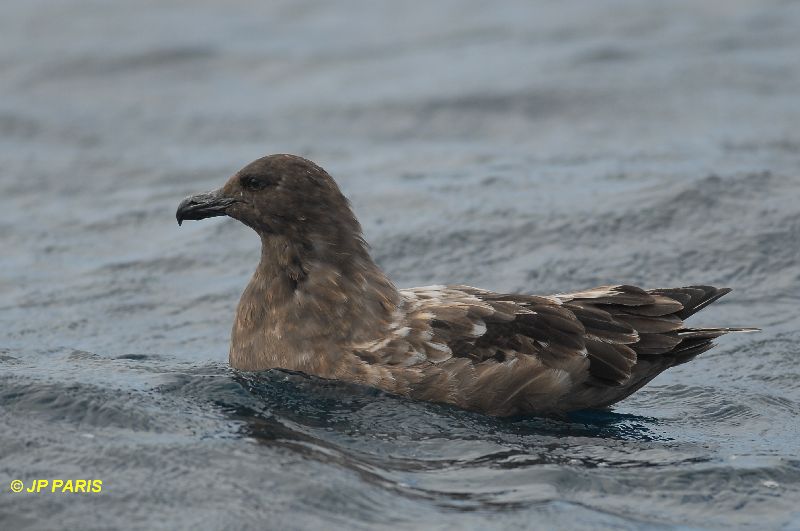 Stercorarius antarcticus