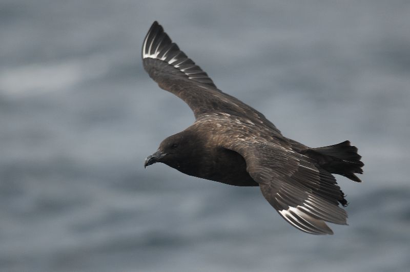 Stercorarius antarcticus