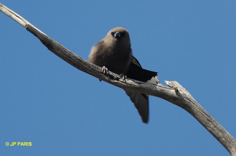 Artamus cyanopterus