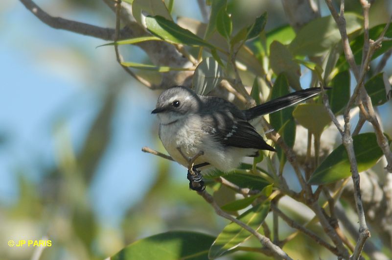 Rhipidura phasiana