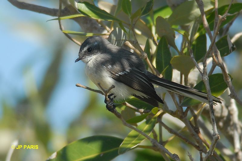 Rhipidura phasiana