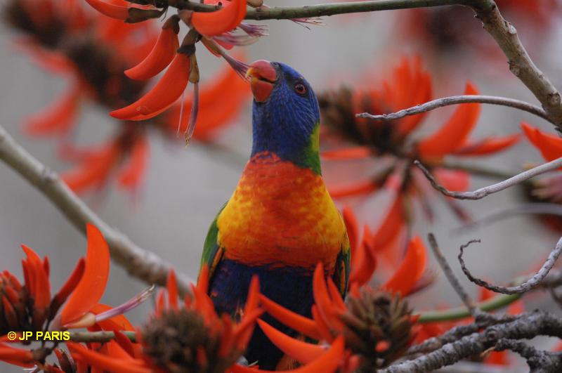 Trichoglossus haematodus