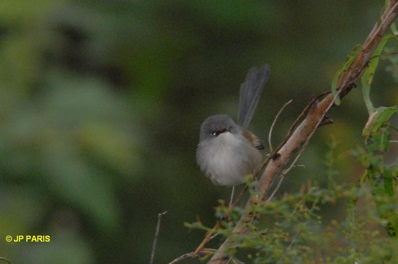 Malurus elegans