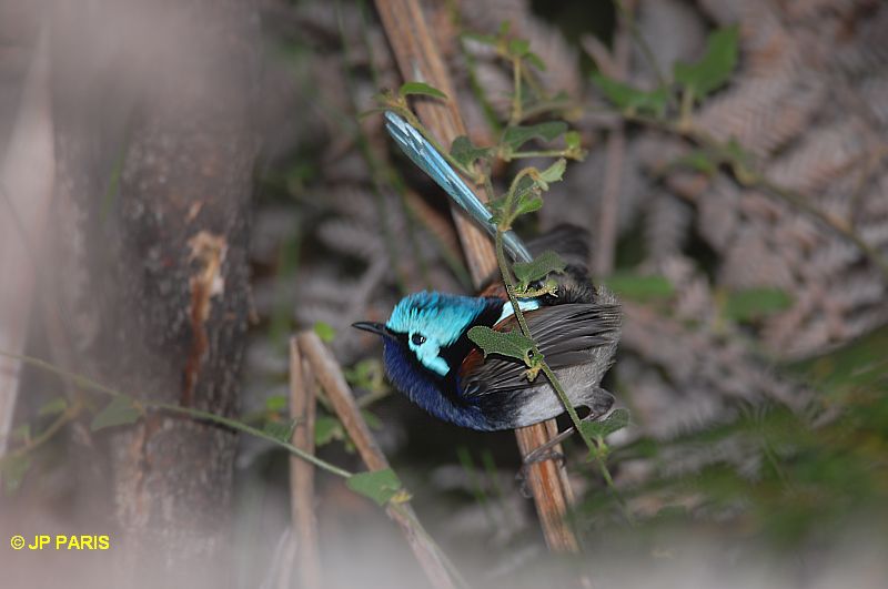 Malurus elegans