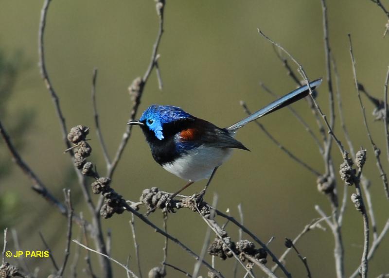 Malurus lamberti